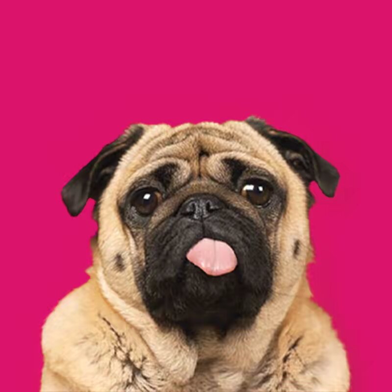 The Pet Collective