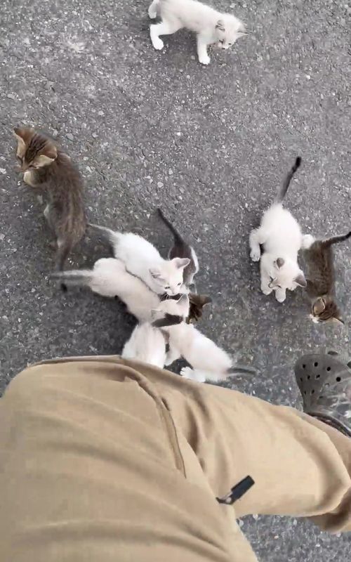 This kitten rescue will make your day! ❤️😻✨ #InternationalRescueCatDay #CatTok #KittenTok #CuteCats #RescueCats #CatRescue