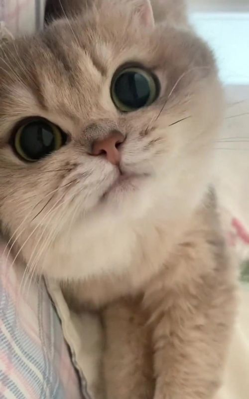 #Pet #CutePet #Cat #cuteanimals 
