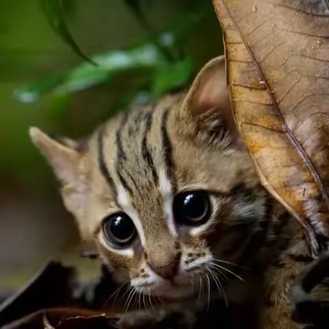 animaltracks