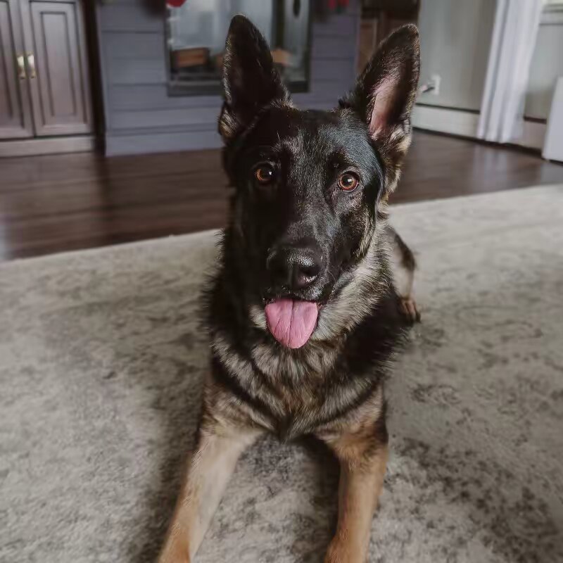 Izzy • German Shepherd