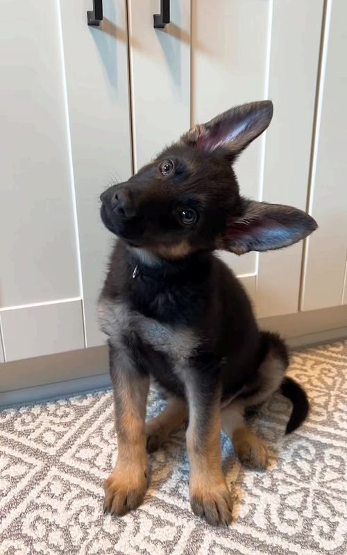 What is that sound?????? #germanshepherd #gsd #germanshepherdsoftiktok #germanshepherdpuppy #gsdpuppy #gsdlove #gsdoftiktok #germanshepherddog #germanshepherdlife #puppy #puppytiktok #gsdlife #germanshepherdsdaily #germanshepherds #headtilt 