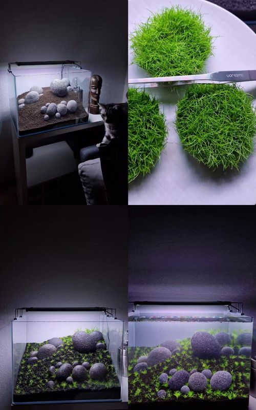 Full iwagumi Aquascape Build video with all the tips you need to create your own planted aquarium today  #aquarium #fish #plantedaquarium #freshwatertank 