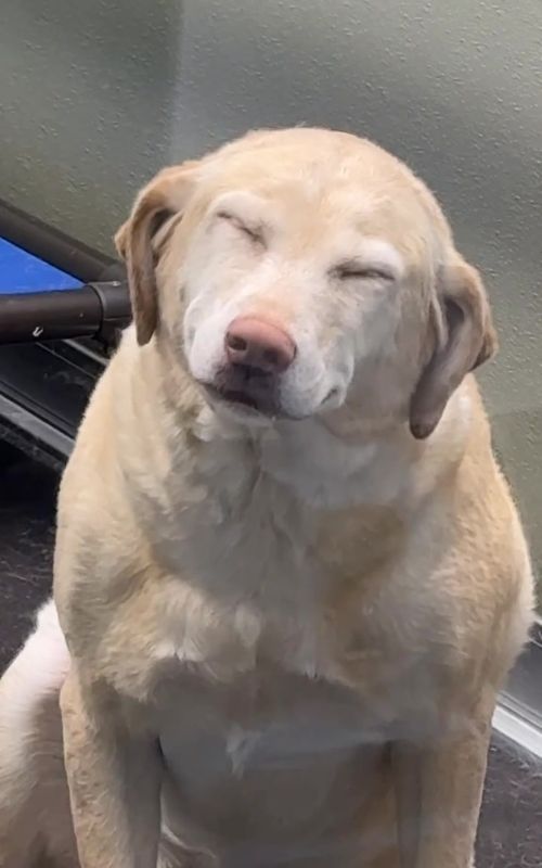 We LOVE our Maggie😊😊😊 @maggiethelab_smiles  #pawmspetresort #pawmshuntsville #pawms #dogsoftiktok #dogtok #dogboarding #petresortlife #dogsofhuntsville #huntsvillealabama 