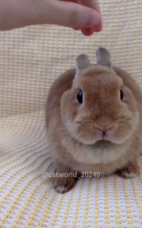 Funny rabbit🐇🐇#rabbit #rabbitsoftiktok #animals #funny #fyp #PetsOfTikTok #funnytiktok 