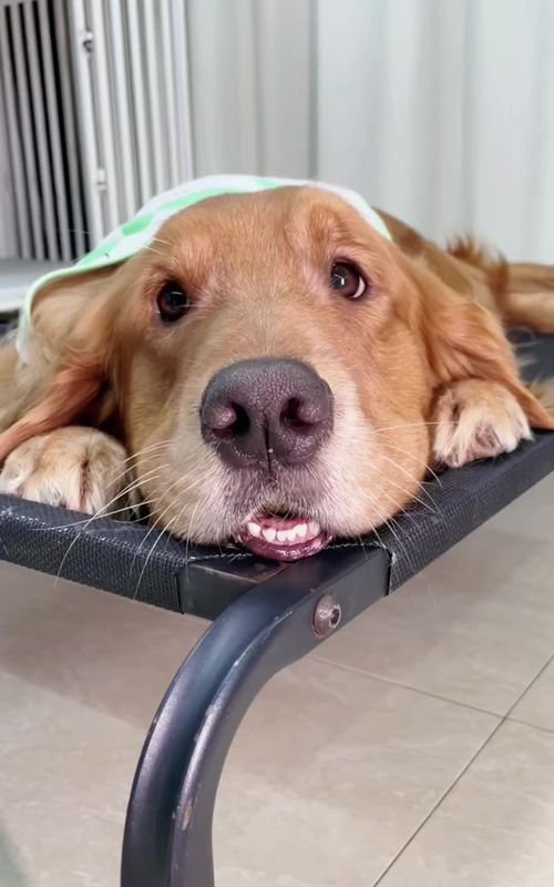 #dog #dogcute #doglover #dogfunny #goldenretriever #goldenretrieverpuppy #goldenretrieverlife #goldenretrieversoftiktok #dogsoftiktok #fy 