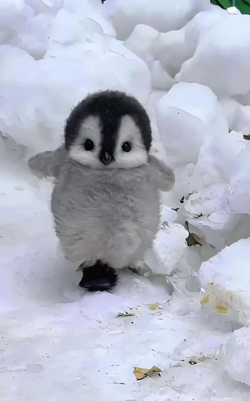 “Did you know that penguins consider humans as their own kind?”#cute #Tiktok #animals #foryou 