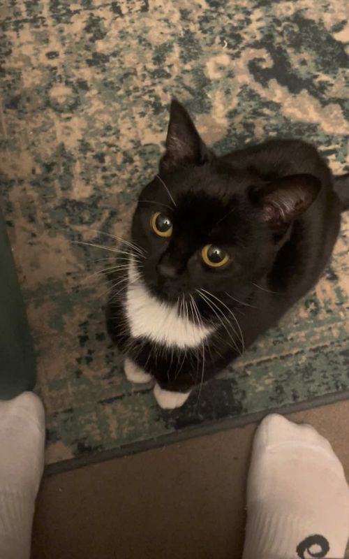 HOW CAN I EVER SAY NO TO THIS FACE #dwarfcat #catsoftiktok #figtok #cat #fyp #trending 