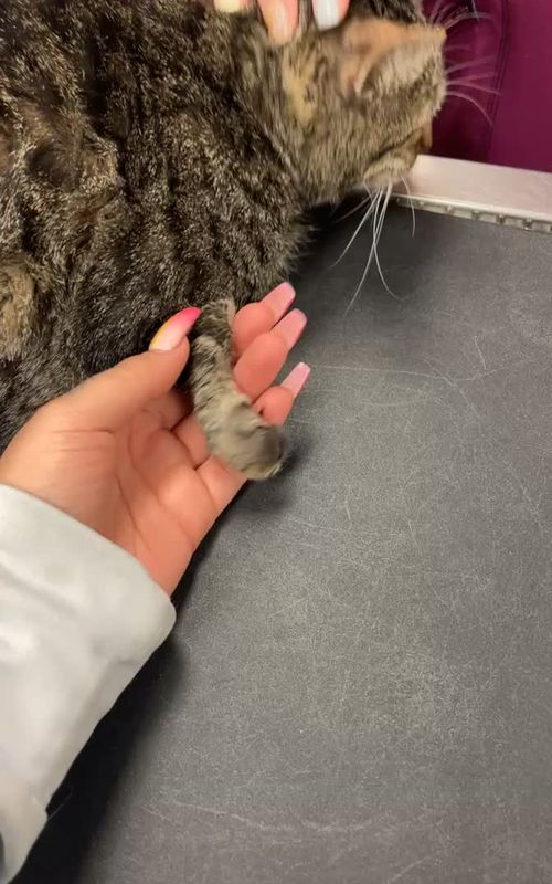 #catsoftiktok #catlover #cattok #cat #viral #viraltiktok #animals #kitty #kittycatsoftiktok 