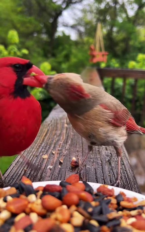 I can’t get over that skidaddle. #fyp #birds #birdwatching #asmr 