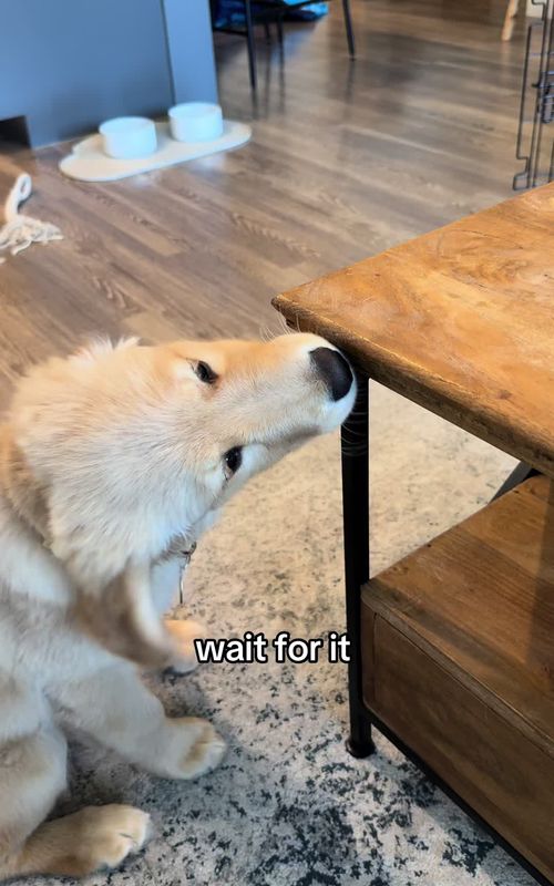 the sass is REAL🫢#honeythegolden #dogmom #creatorsearchinsights #goldenretrieversoftiktok #dogsoftiktok #funnygoldenretrievers #dogtok 