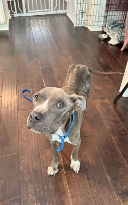 Better days ahead little lady 💕  She has the sweetest disposition! This is a special one 🌟  #fosterdog #fostersdogs #fosteringsaveslives #shelterdogs #rescuedog #adoptorshopresponsibly #adopt #rescuedogsoftiktok #fostermom #bullybreed 