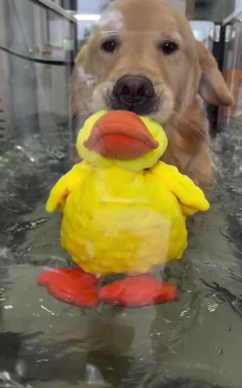 Dis my Easter duckie #dogs #funnyvideo #tiktok #fyp #goldenretriever #golden #goldenretrieverpuppy #goldenretrievers #justforfun #Lifestyle #like #video #tiktoktrend #dogsoftiktok #viral #trending #trend #puppy #workout  #motivation  #therapy #goldenretrieverlife #goldenretrieverpuppiesoftiktok #puppylove #puppytiktok 