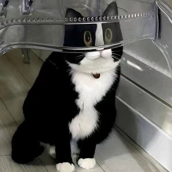 funnykitten01