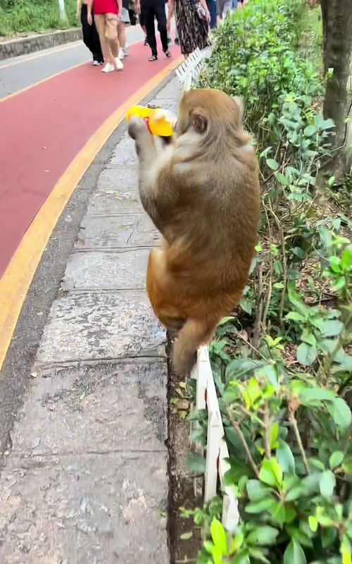 Interesting monkey #fyp #cute #funnyvideos #pet #foryou #tiktoks #animals #foryourpage #monkey #usa_tiktok #funny 