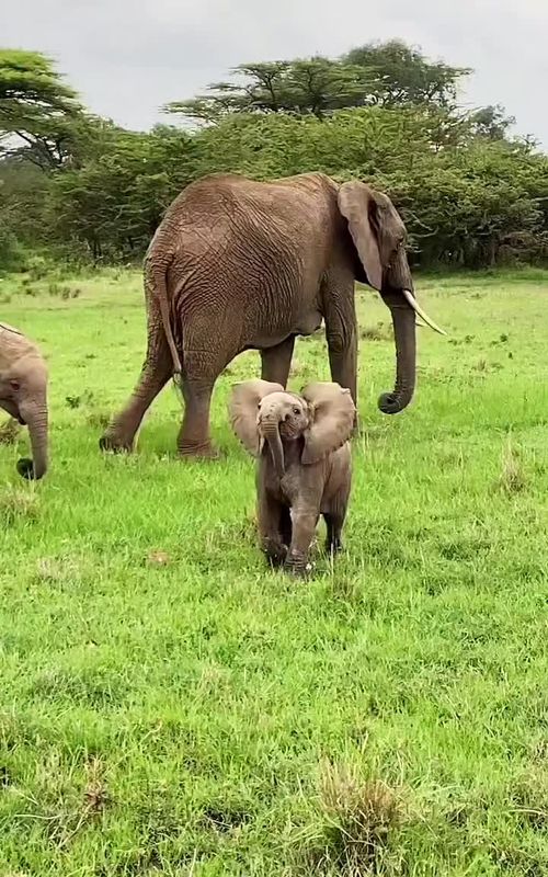 Cute little elephants 🐘 💕. #animals #wildlife #elephants #cuteelephants 