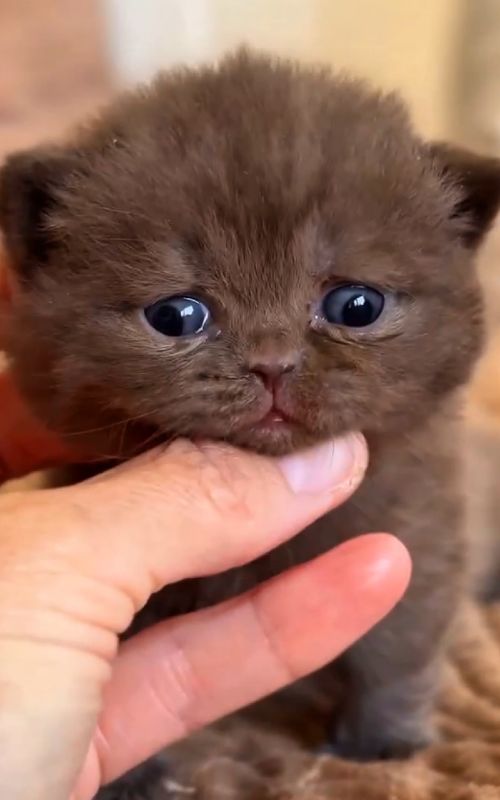 Cute Kittens Meowing 😻 #fyp #foryoupage❤️❤️ #pets #kitty #cute #kittens #viral_video #cutecat #kittycat #minicat #catlover #catsoftiktok #kitten #cuteanimals #pets #creatorsearchinsights