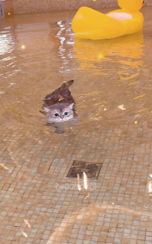 #catsoftiktok #catlover #cattok #catoftiktok #catlovers #kitten #kittens #kittenoftiktok #hellomochi #babycat #cutecat #cat