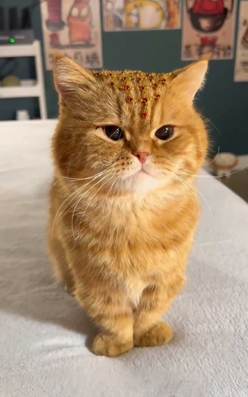 #cat #pet #catlover #cattok #cute 