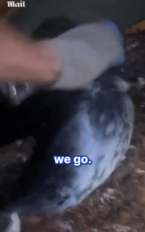 This was the harrowing moment a baby seal was rescued after becoming trapped between two logs.  #news #viral #animals #seal #wildlife 