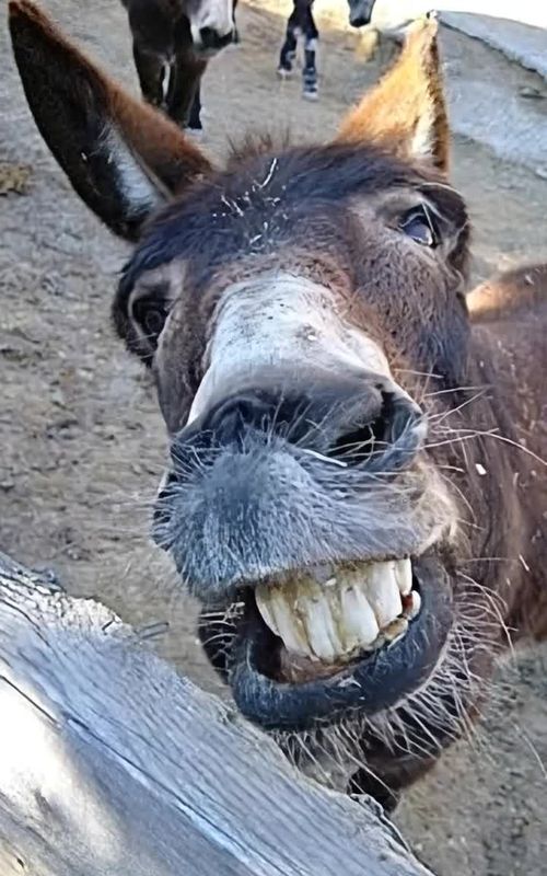 #funnyanimals #funnytiktok #funnyvideos😂 