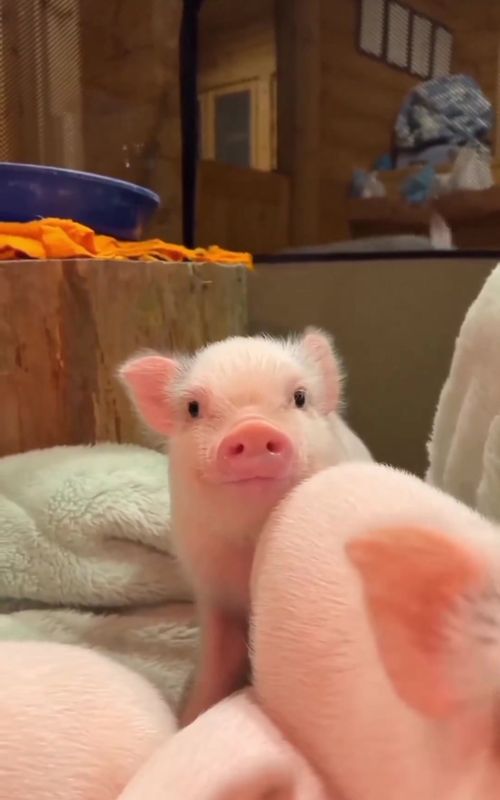 Cute little pig #funny #tiktok #cute #fouryou #fyp #animals #farm #baby #pig #usa #usa🇺🇸 