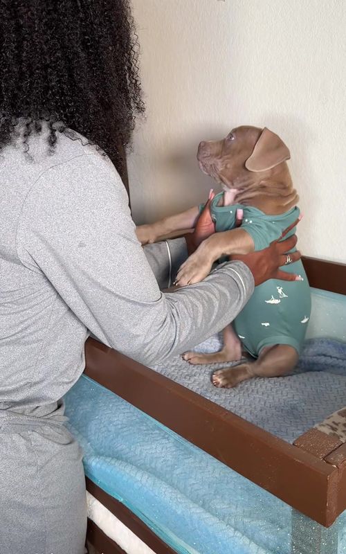 Morning Routine With 3 Dogs 🐾☀️ #doggrooming #dogsofttiktok #puppy #cute #morningroutine #foryou #dogmom #dogmomlife #aesthetic #cutedog #puppy #viral  Puppy Morning Routine , Puppies , Dog Morning Routine , Dog Care, Pet Care, Cute Puppy , Puppy , puppy 