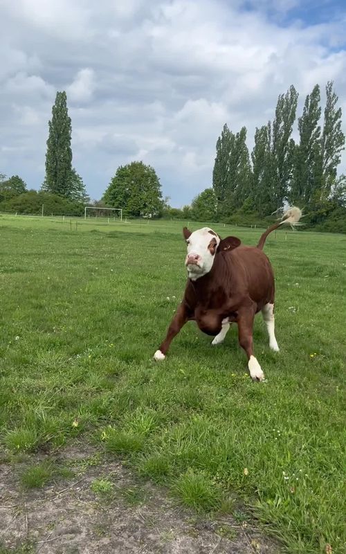 Happy cows 🐄 #happy #funnyvideos #catu #animals #cow 