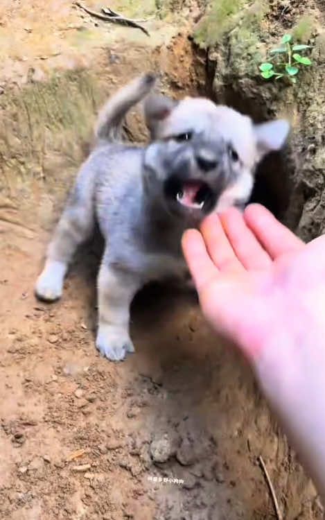 Don't touch me if you don't have any spiritual fluid#dog #puppy #nativedog #RuralDog #cutepet 