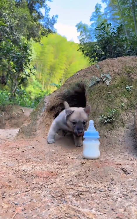 The spiritual fluid almost ran away! #littlemilkdog #countrydog #puppy #cutedog #ruraldog 