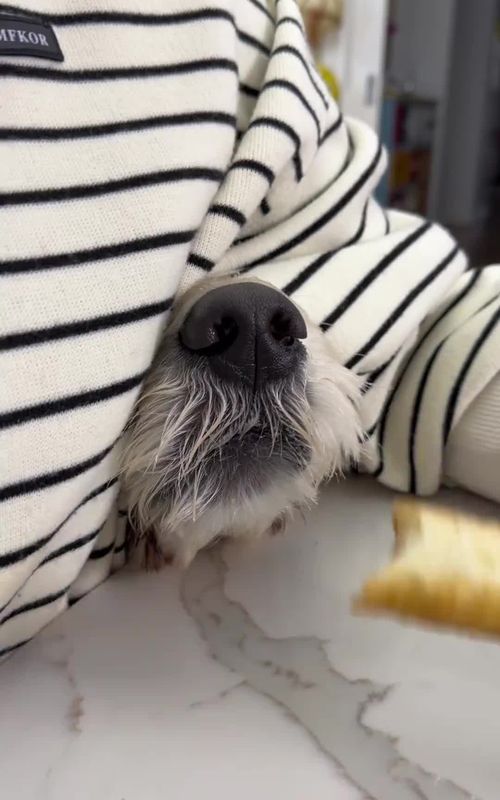 #cute #animals #funny 