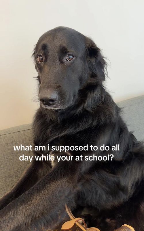 poor baby #dogsoftiktok #cutedog #goldenretriever #germanshepherd #dogs 