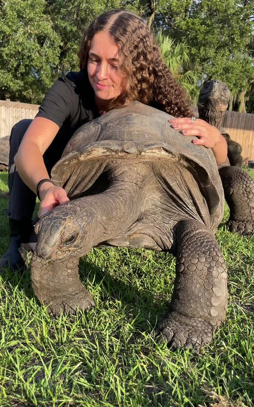 HE ALWAYS DOES THIS! Elbow biter extraordinaire #galapagos #tortoise #reptile #asmr #animalattack 