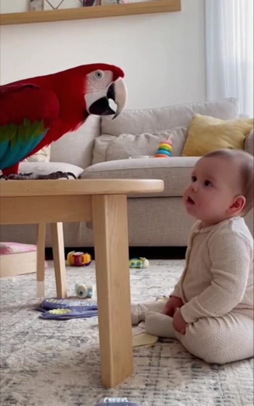 Mimzo Tries to Teach a Baby to Say Mama… But Things Don’t Go as Planned 😂🦜👶 #M#MimzoF#FunnyParrotB#BabyMomentsC#CuteAnimalsViralComedy