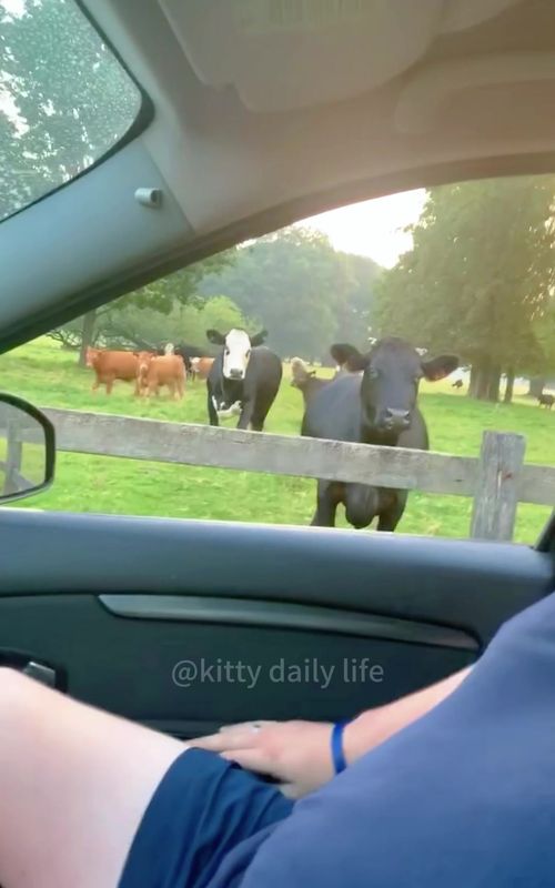 This cow woke up and chose violence #funny #cow #animals #funnyvideos #fyp 