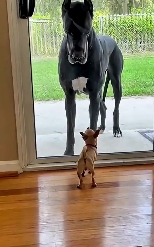 🤣🐶 Barks Tough… Until the Glass Door Opens! 😳 Chihuahua vs Great Dane