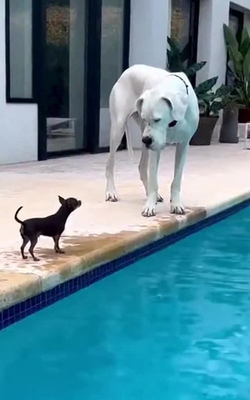 Chihuahua barks at big dogs #Chihuahua #TinyDogBigAttitude #trendingpetvideos 