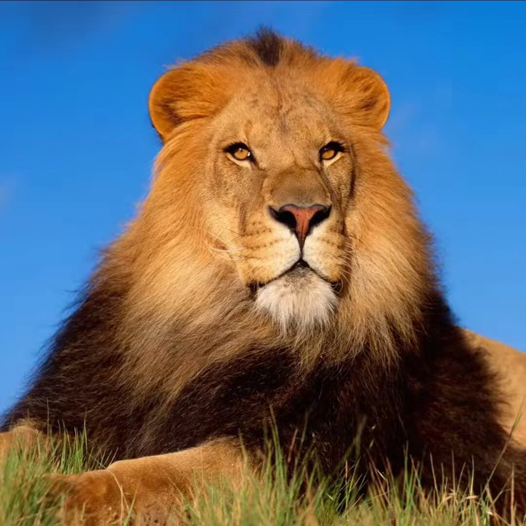 Wildlife Natural