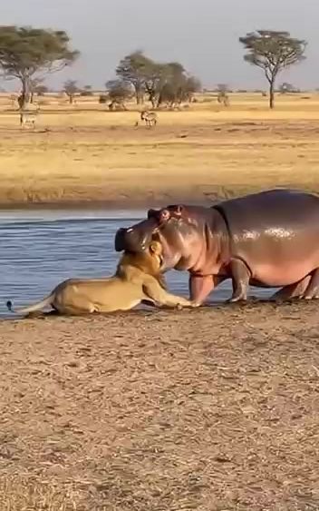 #wildlife #worldanimals#animalworld #wildlife #tiktok             
