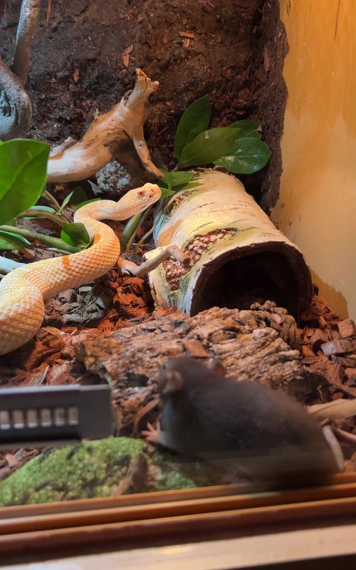 Snake Feedings Can Be Exciting But Safety Is Key! 🤯🐍 Catch Us TikTok Live Everyday! #snakefeeding #reptilecare #rattlesnake #snake #reptile 
