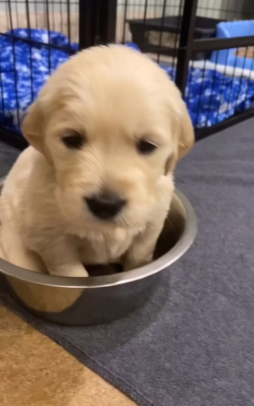 Tiny Pup,Big Attitude ✨#dog #funnyvideos #funny #fyp #puppy 