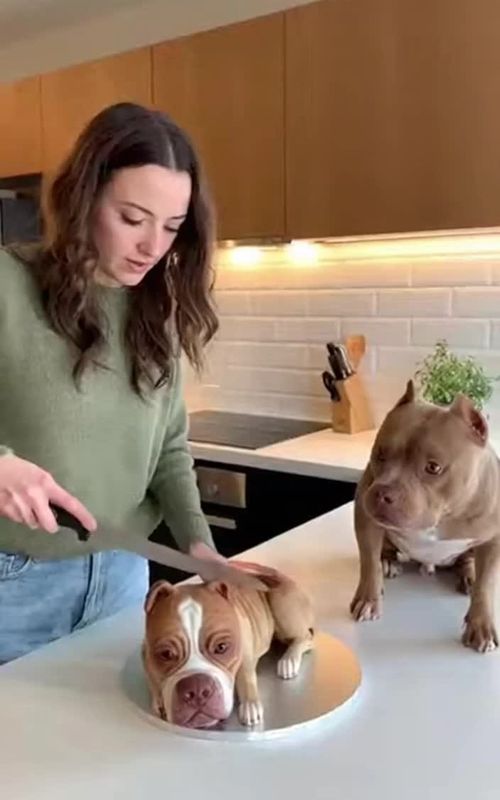 #Dog #IA #funnyvideos #dogsoftiktok 