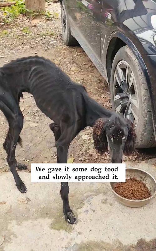 We spotted an extremely skinny, abandoned dog—and it walked away as soon as it saw us, amd then…#rescue #animals #dog 