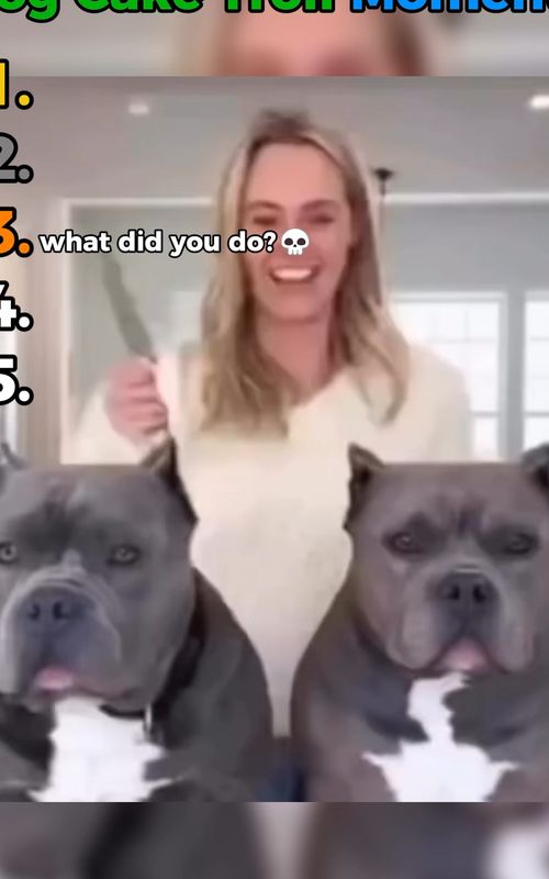 💖😂 Top 5 Funniest Dog Cake Troll Moments EVER! 🐶🎂😂 You won’t believe what happens in #3 😭💀 🐶🎂 Sneaky dogs, stolen cake & pure chaos 😂 👀 Stay till the end… the last one is INSANE! Hashtags: #FunnyDogs #DogCake #DogTroll #Viral #FYP