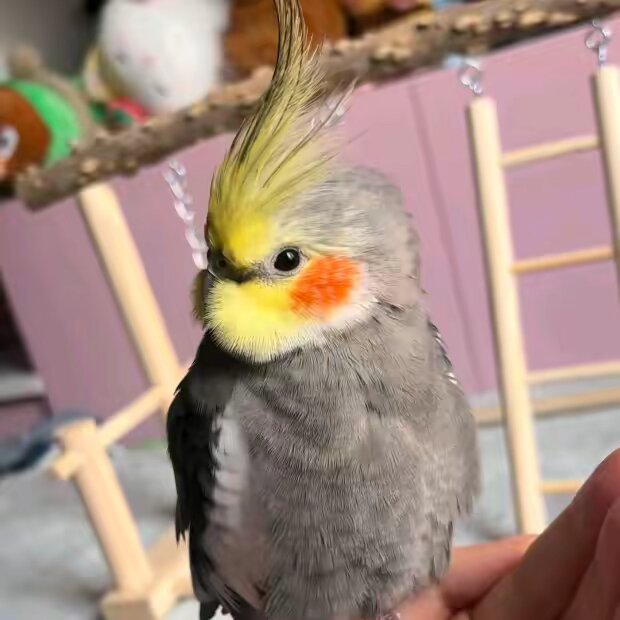 Bibi Cockatiel