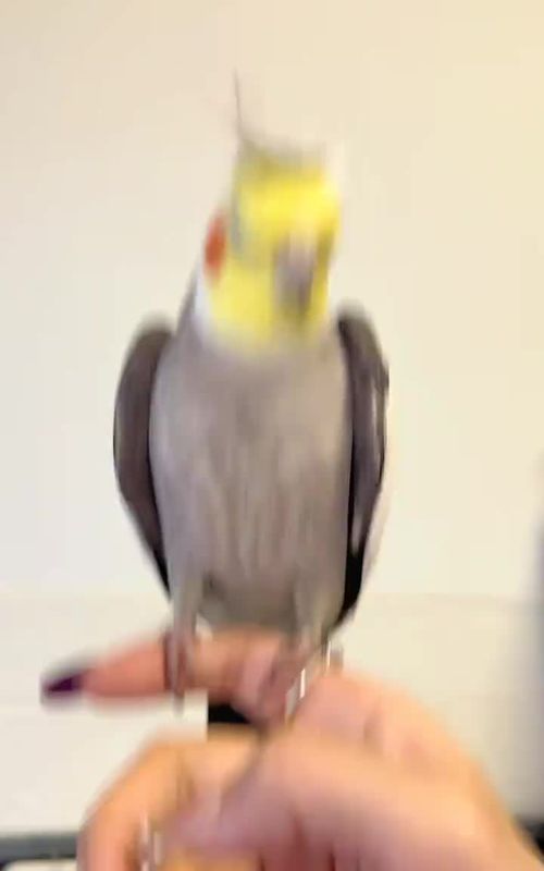 cookie cookie song #cockatiel #bird #parrot #parrotsoftiktok #fyp 