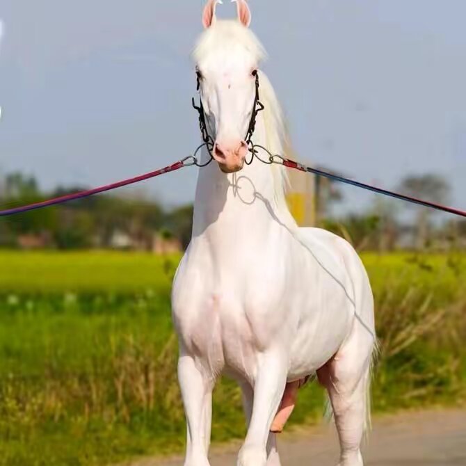 Animal Breeding