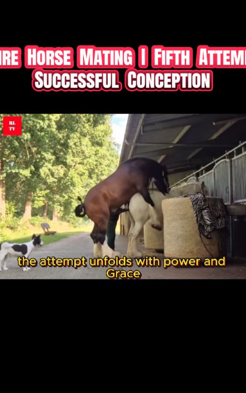 Shire Horse Mating I Fifth Attempt, Successful Conception _ The Miracle Begins –  #candycane #shirehorse #foalingseason #horsebreeding #fyp #horses 