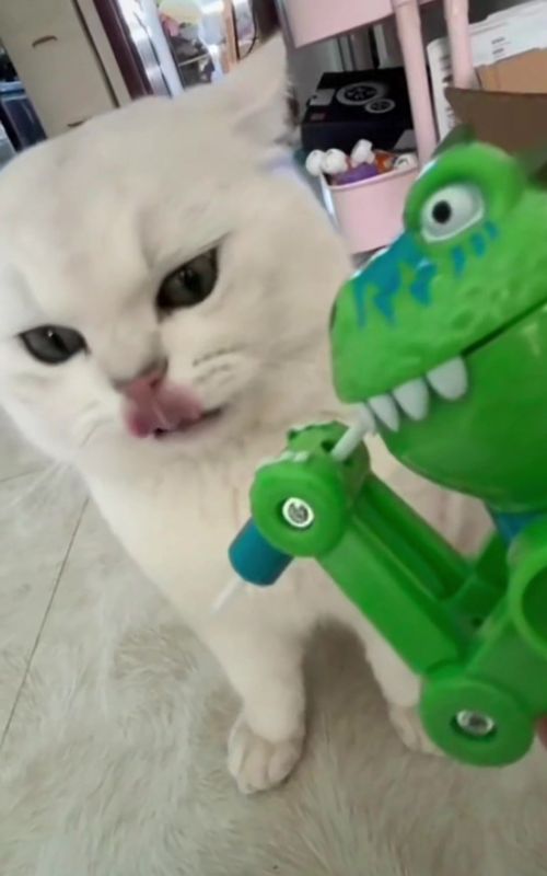 Cat’s reaction to toys is very funny #funny #catlover #cute #catsoftiktok #cat 
