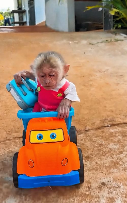 Where is Baby Monkey rushing off to_🍼💼💨#monkeytok #pets #londonlife #ukviral #fypuk 